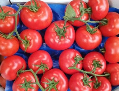 Foto Pomodoro Grappolo Origine Italia Marchio Giugno  2